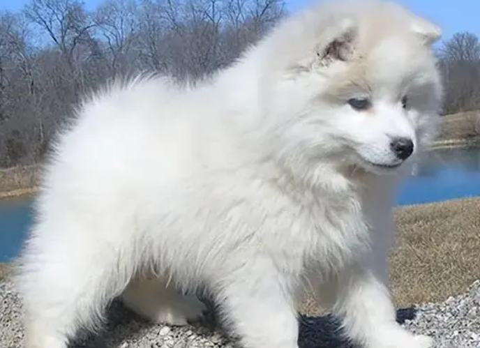 爱斯基摩犬怎么样啊