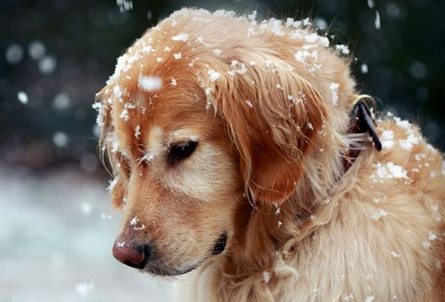 金毛犬怎么养才能养好