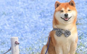 怎样训练柴犬唤回 训练柴犬的时候需要注意什么 怎样训练柴犬唤回 训练柴犬的时候需要注意什么
