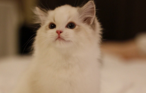 布偶猫都能长这么大吗？布偶猫原来能长这么大！