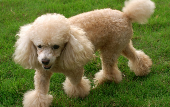贵宾犬和泰迪的区别？