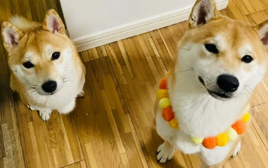 柴犬皮肤病可以剃毛吗 柴犬导致皮肤病的原因