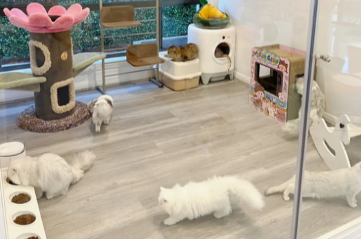 济南正规猫舍介绍几家