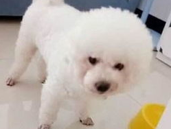 比熊狗狗挑食不吃狗粮怎么办? 比熊狗狗挑食不吃狗粮怎么办?