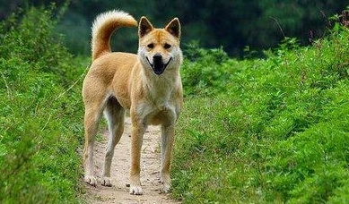 禁养犬怎么办狗证? 禁养犬怎么办狗证?