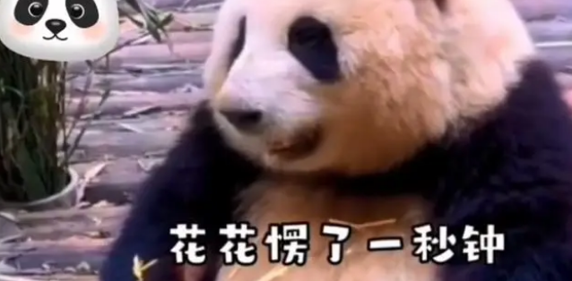 网红熊猫花花被游客喊“胖子”,大摇大摆的小公举愣了一秒钟 网红熊猫花花被游客喊“胖子”,大摇大摆的小公举愣了一秒钟