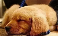为什么狗狗喜欢贴着脚睡