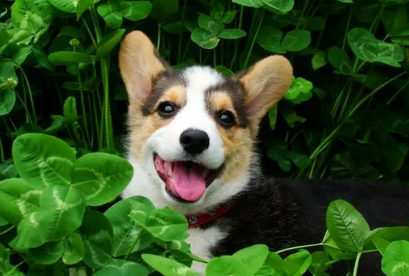 三个月柯基犬瘟热治得好吗