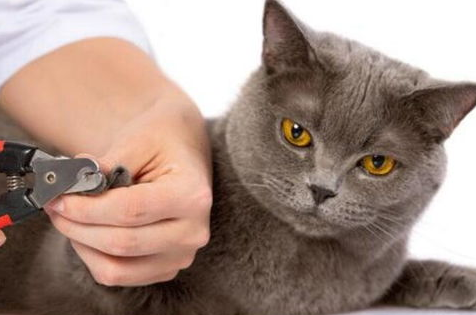 猫指甲劈了怎么办?来了解下吧 猫指甲劈了怎么办?来了解下吧