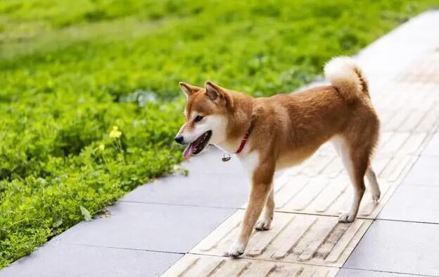 女生为什么不能养柴犬 女生为什么不能养柴犬