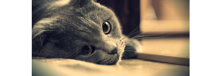 猫咪发烧了怎么办?猫咪发烧了怎么办啊? 猫咪发烧了怎么办?猫咪发烧了怎么办啊?