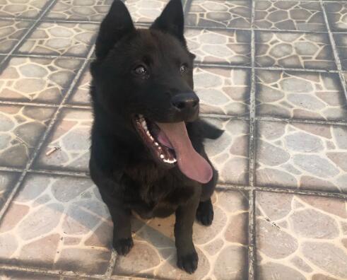 五黑犬优缺点
