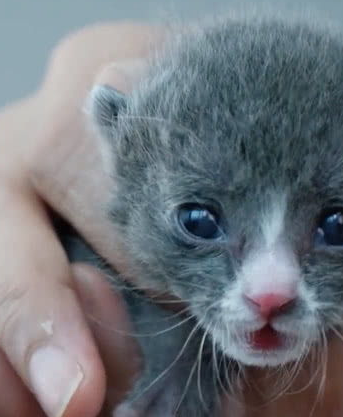 捡到小奶猫养不了怎么办？