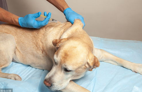 犬瘟热的治疗方法大全,赶紧收藏吧! 犬瘟热的治疗方法大全,赶紧收藏吧!