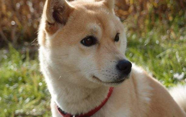 柴犬白天睡觉晚上不睡,柴犬晚上不睡觉的原因? 柴犬白天睡觉晚上不睡,柴犬晚上不睡觉的原因?