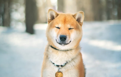 可以给柴犬喝羊奶吗?柴犬和羊奶的好处? 可以给柴犬喝羊奶吗?柴犬和羊奶的好处?