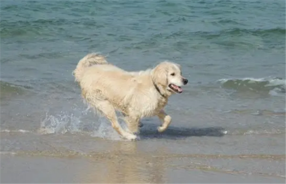怎么教金毛幼犬握手呢