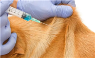 关于犬注射疫苗的重要知识？