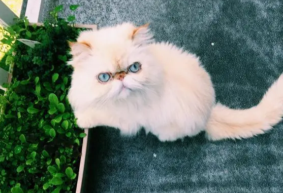 喜马拉雅猫怎么样好养吗