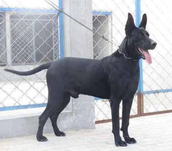 五黑犬是大型犬吗 五黑犬是大型犬吗