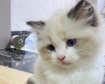 布偶猫拉稀吃什么药?布偶猫拉稀是怎么回事? 布偶猫拉稀吃什么药?布偶猫拉稀是怎么回事?