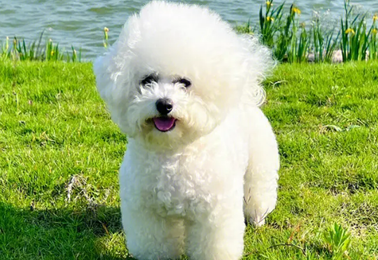 如何根据眼睛看是否健康的比熊犬？