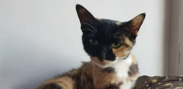 玳瑁猫为啥叫发财猫