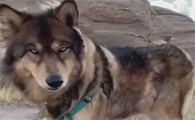 蓝湾牧羊犬能买到吗