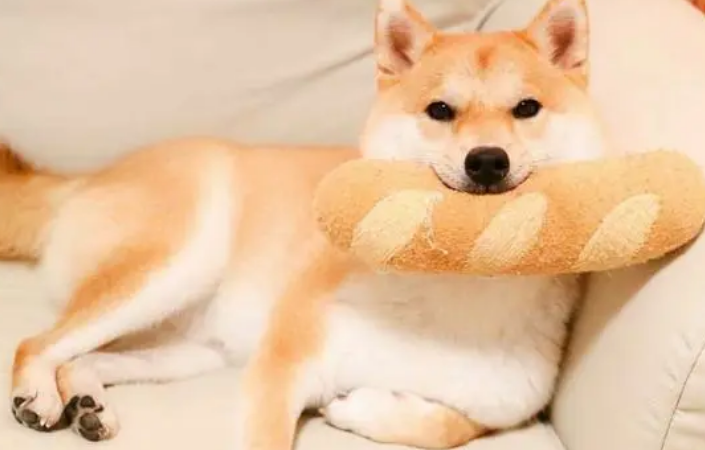 柴犬体味重怎么办？
