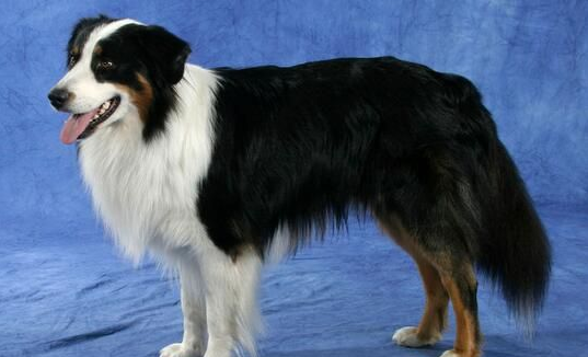 澳洲牧羊犬适合家养吗?可以作为家庭伴侣来养 澳洲牧羊犬适合家养吗?可以作为家庭伴侣来养