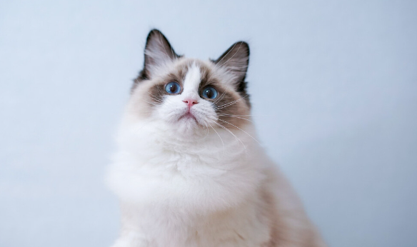 布偶猫耳朵后掉毛或者毛长不好的原因有哪些？