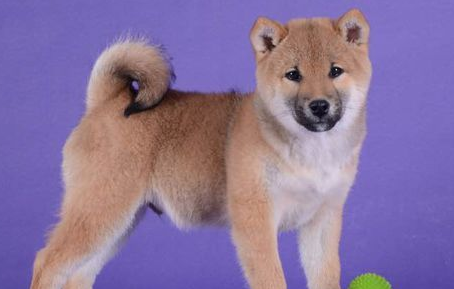 柴犬尾巴黑毛多久能退？如何加快退除黑毛的速度呢？