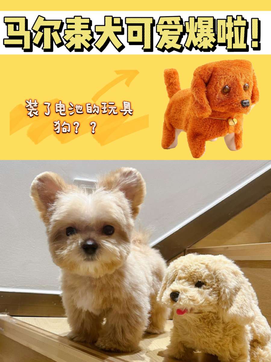 如果可爱有等级，马尔泰犬就是“可爱爆了”