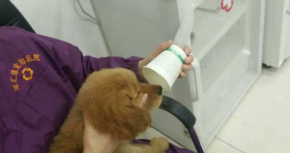 本溪宠物医院哪家最好