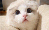 布偶猫打嗝怎么回事？治疗布偶猫打嗝很简单！