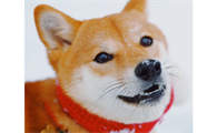 小柴犬的眼睛凹进去，小柴犬出现眼睛凹陷是什么原因？