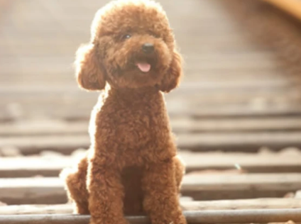 泰迪幼犬吃撑了有哪些症状
