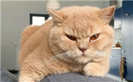猫咪的猫砂盆和猫砂该怎么选择？