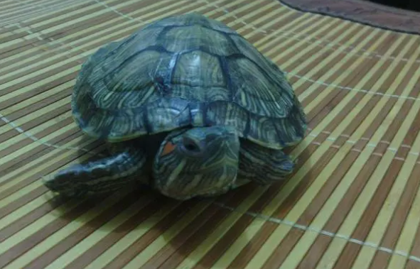 乌龟性别与年龄鉴别怎么看? 乌龟性别与年龄鉴别怎么看?