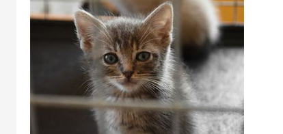 猫晚上一直叫春怎么办?猫晚上叫不停? 猫晚上一直叫春怎么办?猫晚上叫不停?