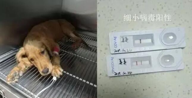 细小病毒症状有哪些,死的时候会有什么症状吗 细小病毒症状有哪些,死的时候会有什么症状吗