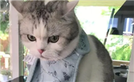 猫生气会怎么样啊?
