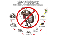 灭蟑螂最彻底的方法