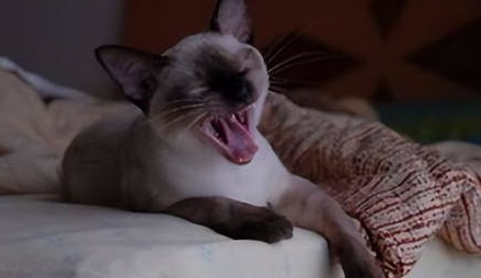 发情猫咪不吃饭怎么办？怎么解决?