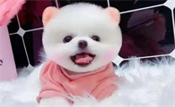 如何给狗注射芯片
