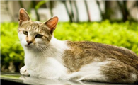猫吐了没消化的猫粮怎么办？