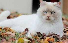 母猫发情怎么办？