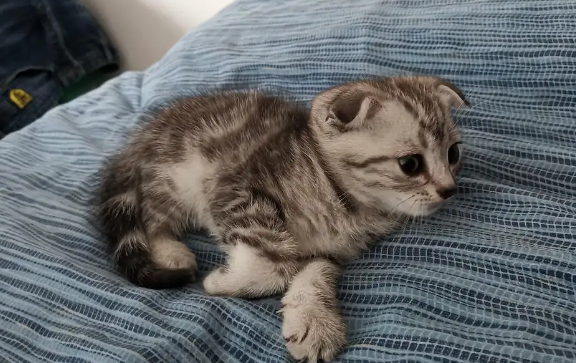 绿萝对猫有毒吗怎么办?绿萝对猫有害吗? 绿萝对猫有毒吗怎么办?绿萝对猫有害吗?