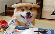 柴犬有多大寿命?柴犬的寿命和哪些方面有关系?