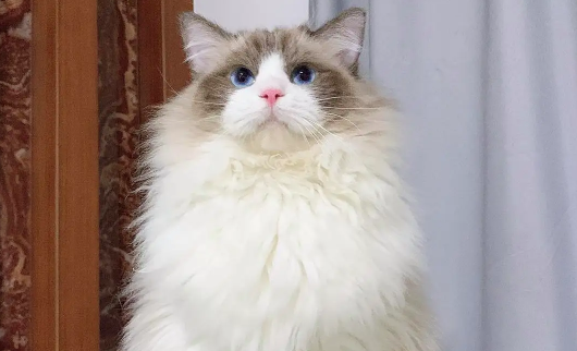 布偶喝挪威森林猫哪个贵 布偶喝挪威森林猫哪个贵